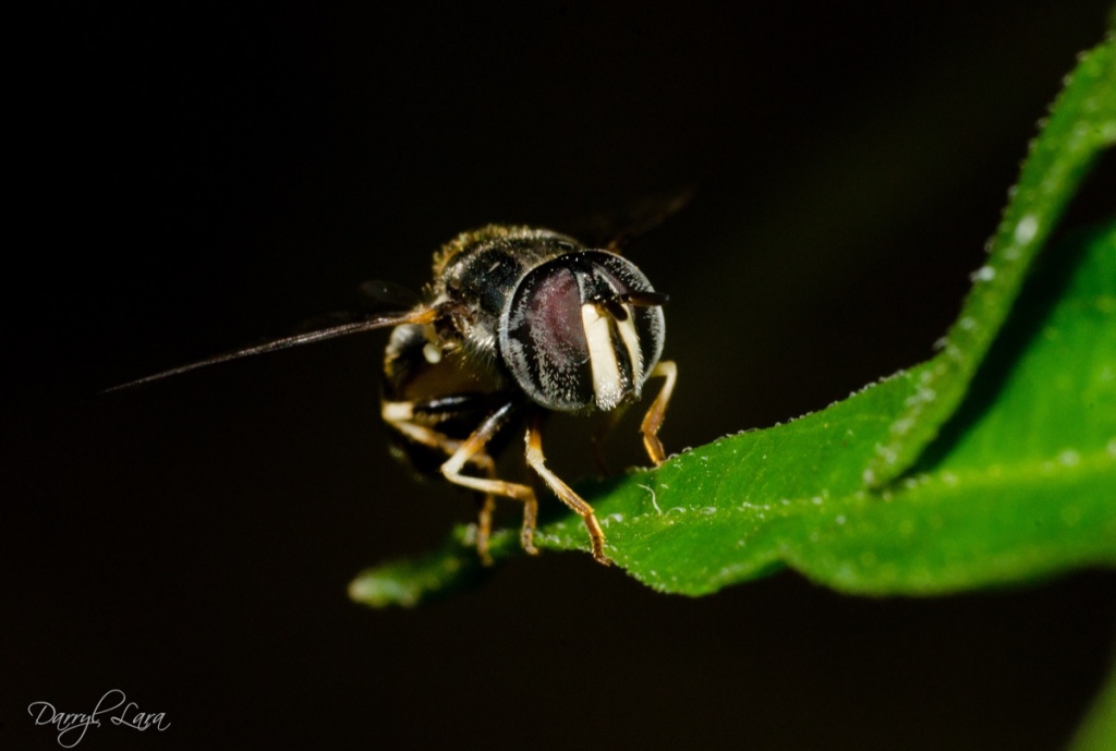 The key is proper lighting using a flash…