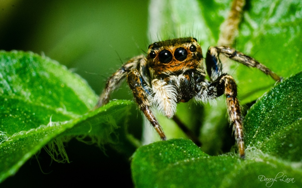 A macro tube can get you really close to your subject…