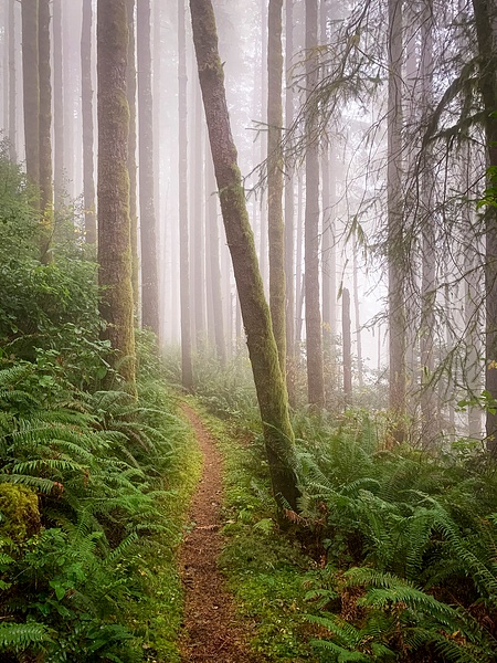 Foggy Cedars