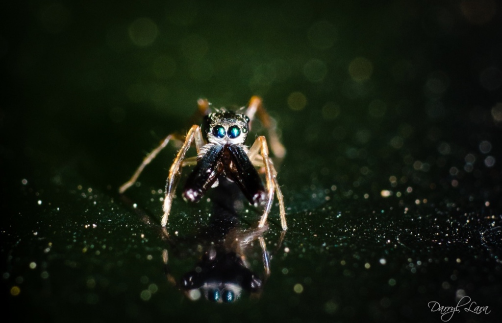 It can be a bit tricky to focus on quick moving subjects like my favorite Jumping Spiders…