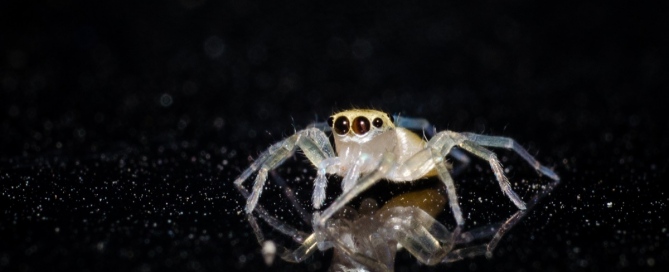 Shooting with a Macro Extension Tube