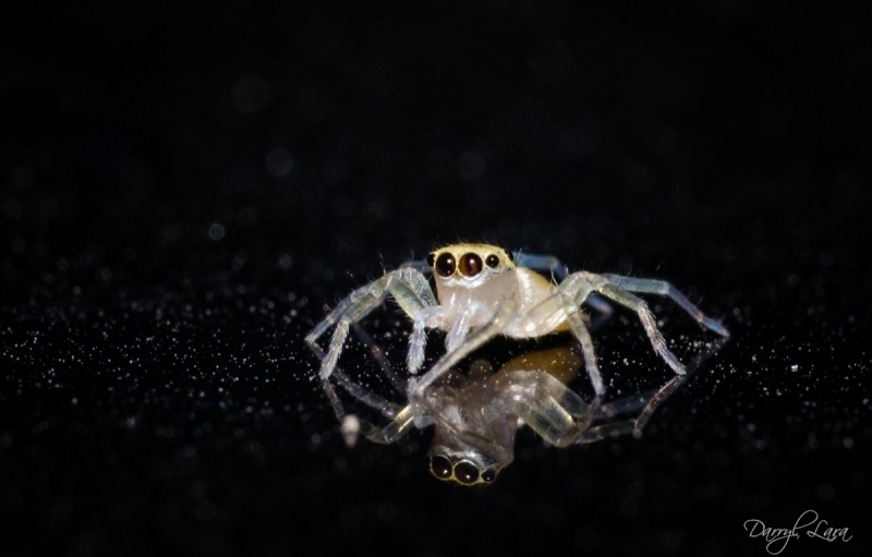 Shooting with a Macro Extension Tube