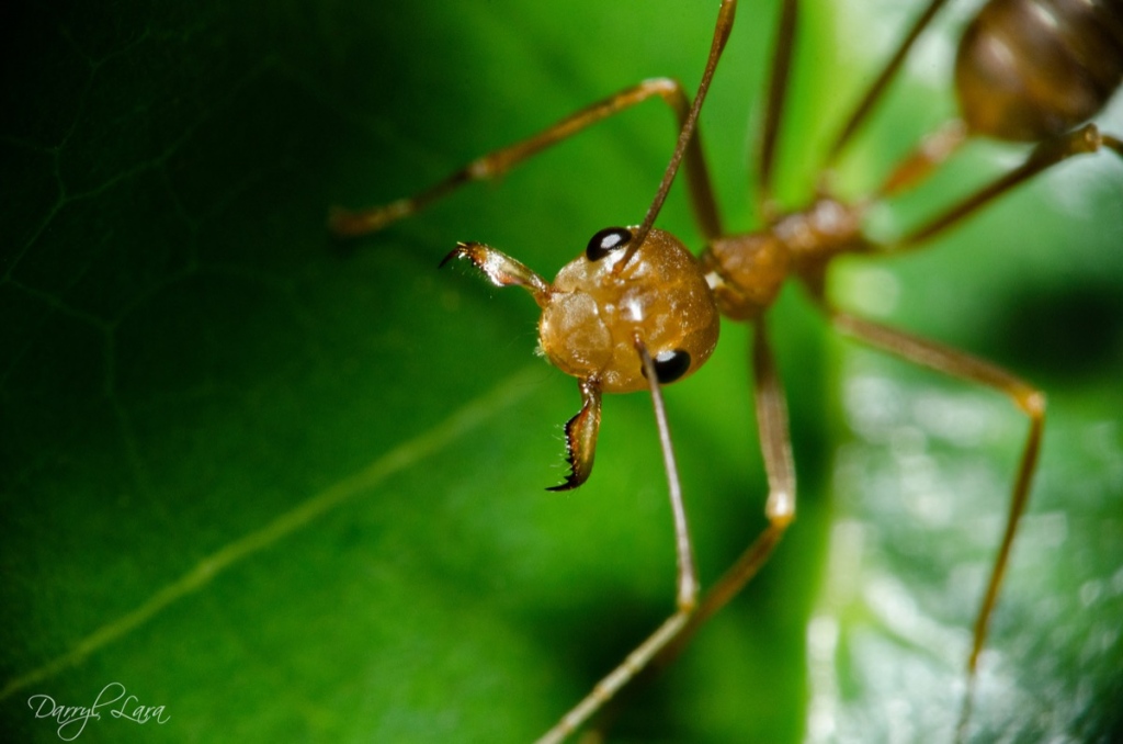 The magnification of an extension tube is just amazing if you master using it…