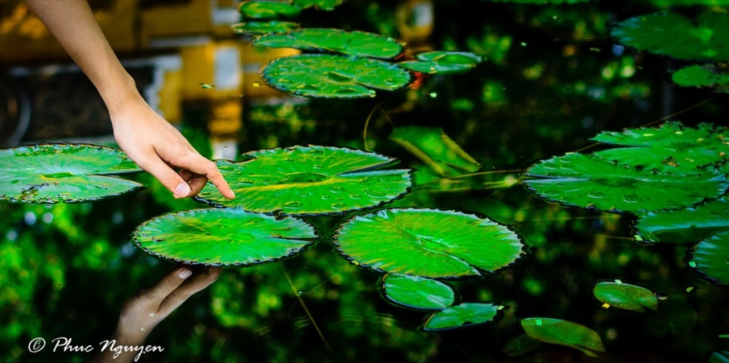 A natural pond in Thao Cam Vien