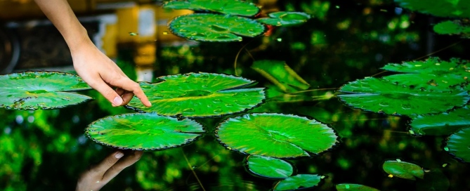 A natural pond in Thao Cam Vien