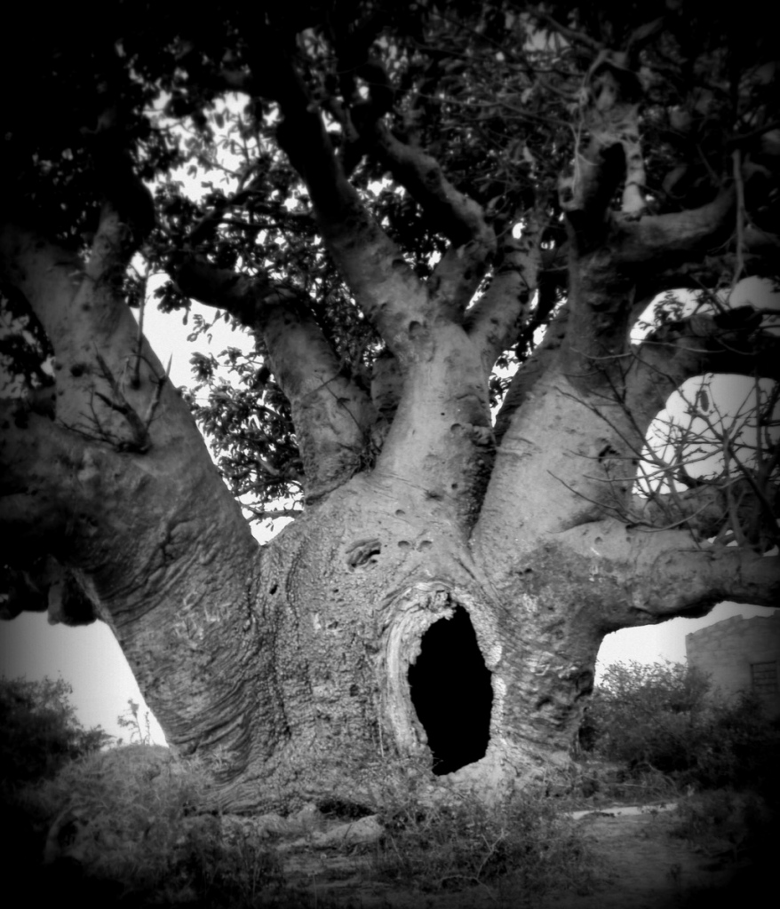 Baobab tree