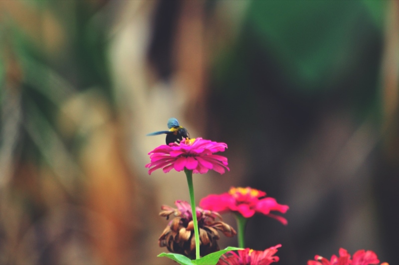 Capture the extraordinary out of the ordinary. Shallow depth of field places the subject primarily at the center of the viewer's attraction.