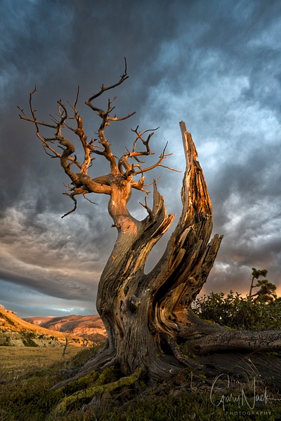 Majestic Snag at SUnrise