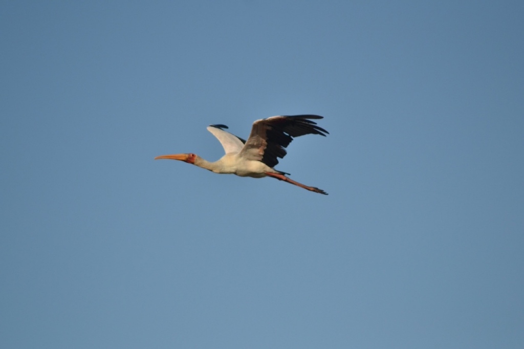 Bird in flight