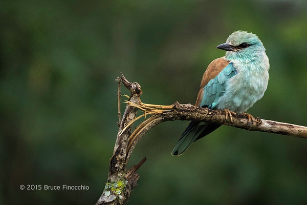 European Roller On A Broken Branch