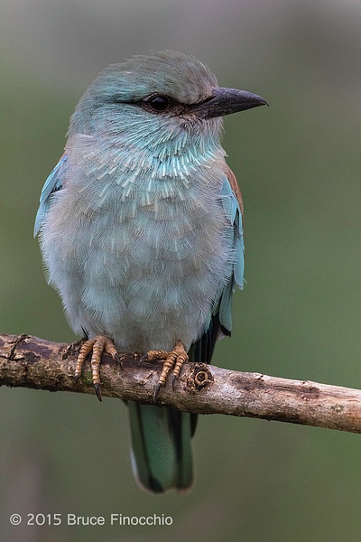 European Roller Portrait