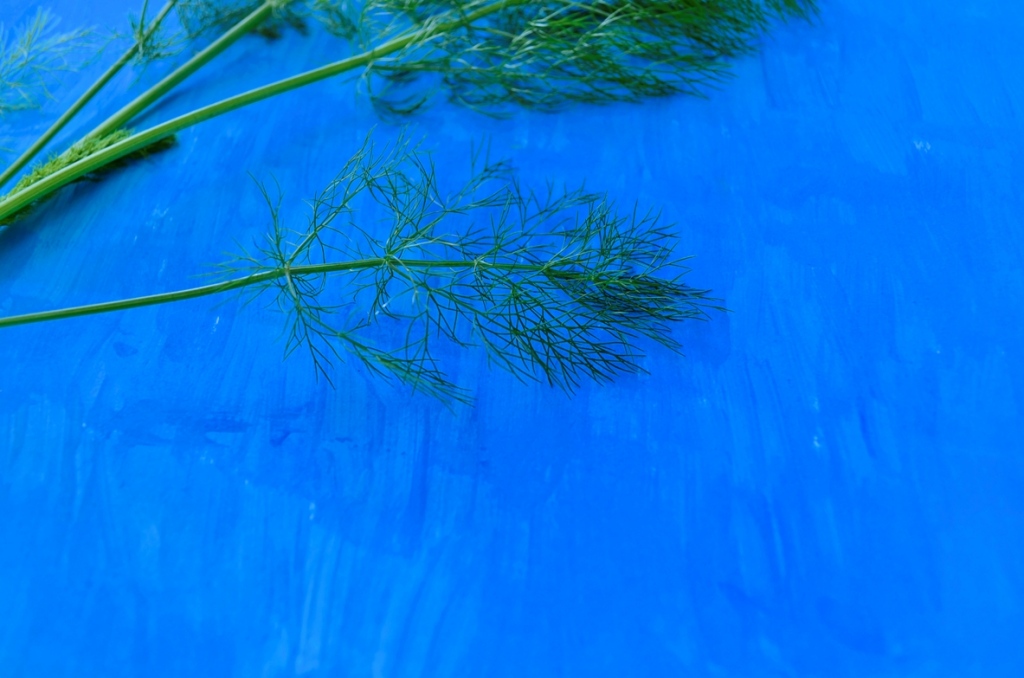 Fennel on top of hand painted card paper