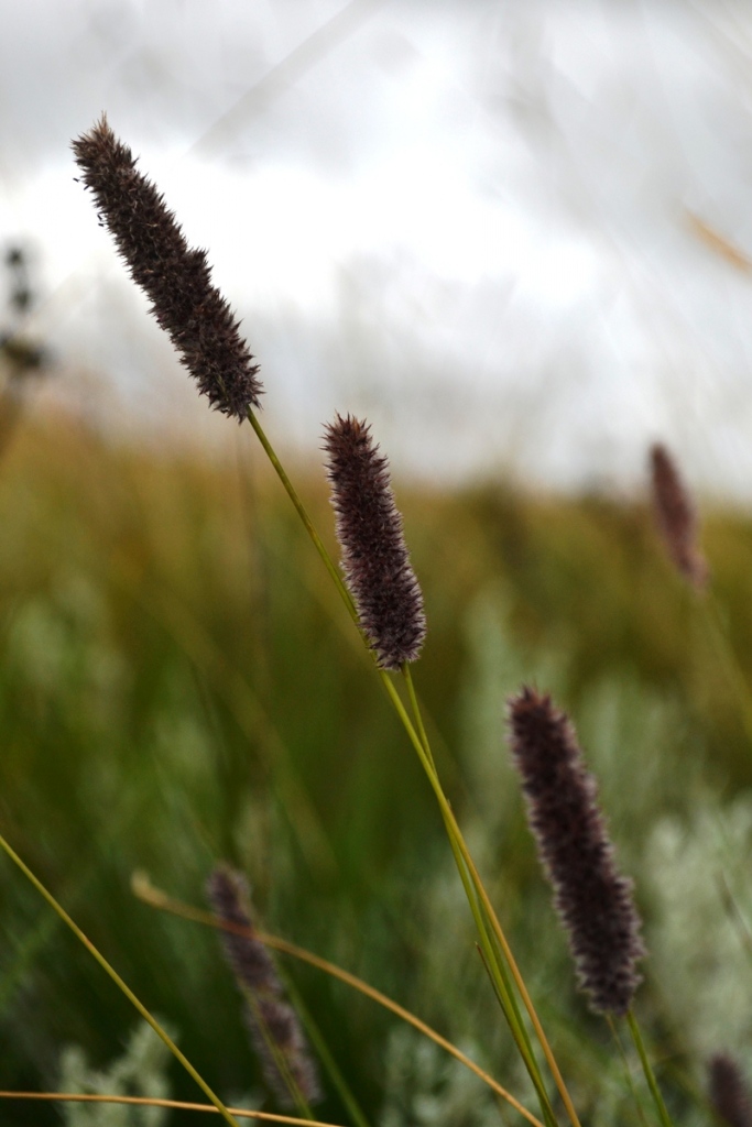 Grass up close with shallow aperture: When using a shallow aperture (low f-number), your background will be less busy.