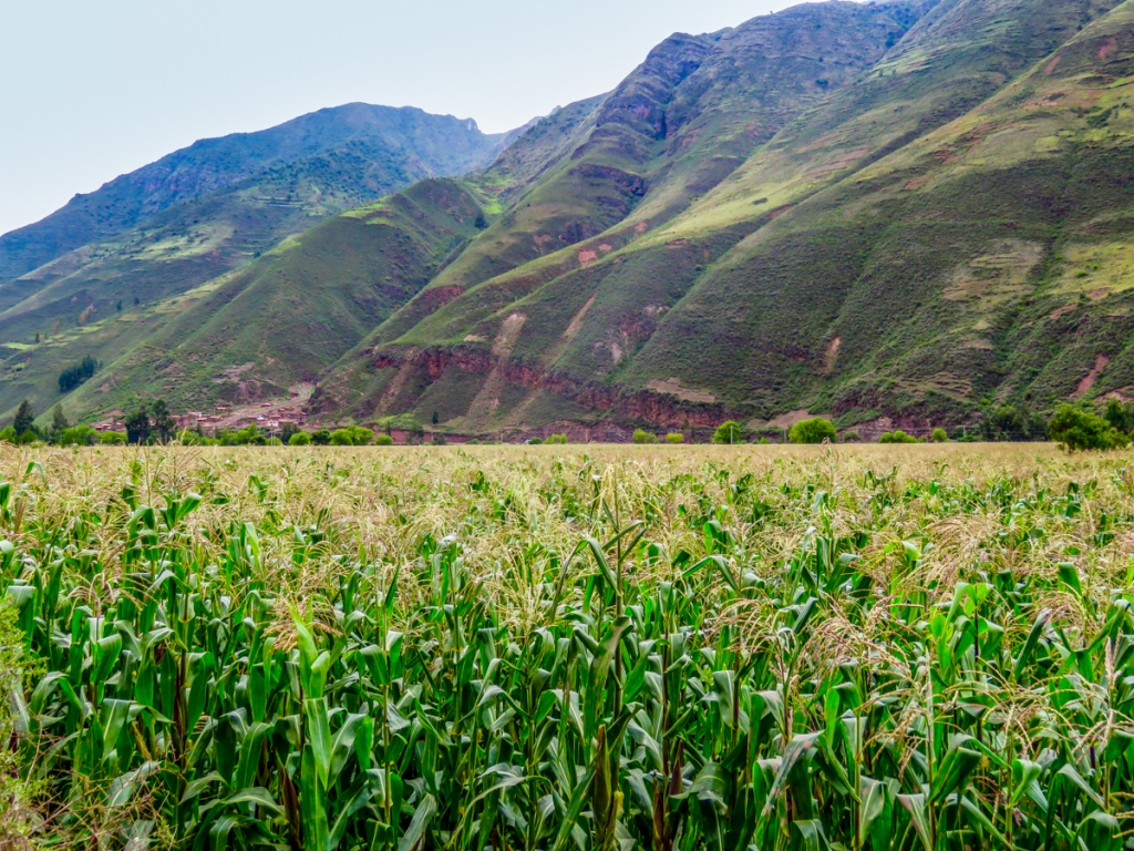 Sacred Corn