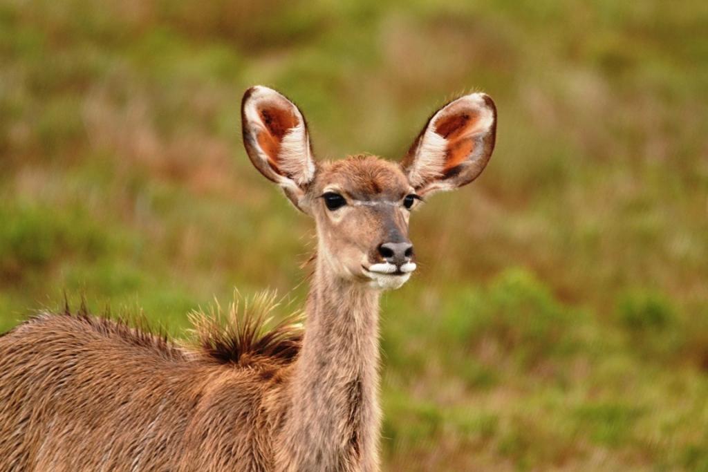 Kudu antelope as main focus point: Always make time to evaluate your own photography -ensure that you have one main focus point in your image.