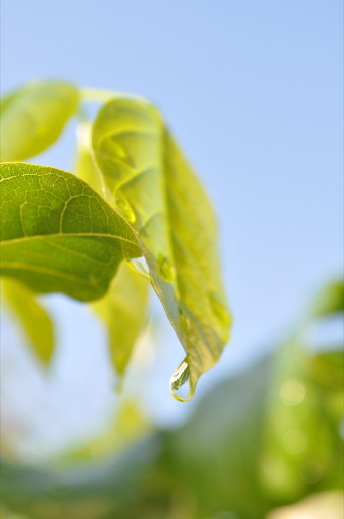 The focal point here is the falling dew. It swiftly transitions to blur other elements in the photo.