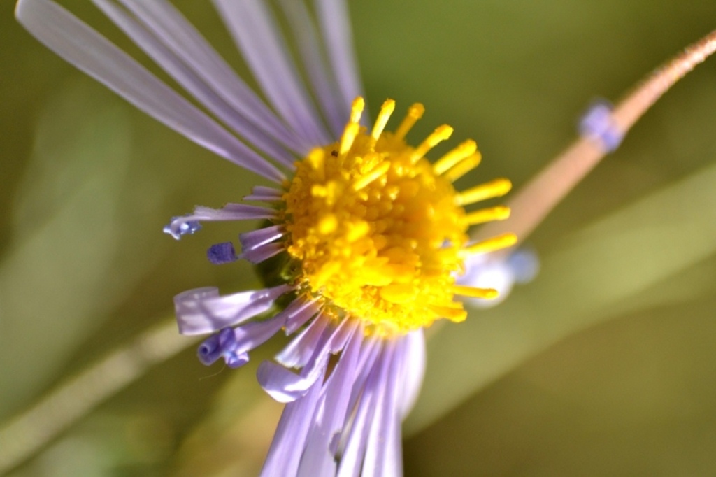 Pictures of flowers simplified