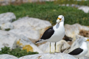 During a visit to Malgas Island just off the West Coast National Park in South Africa, the sea gulls were harassing were like vultures, waiting for any bird to let down their guard in order to steal an egg. With a bit of patience I captured this awesome photo just after it nicked an egg from a nest nearby.