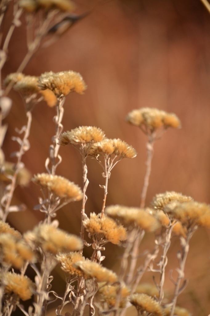 Pictures of flowers simplified