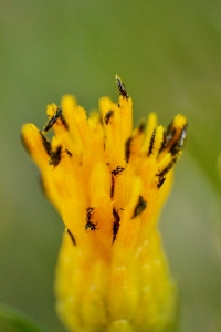 It appeared like a bunch of black spots, but they were moving so I reversed my lens. The results were a close up photo of a bunch of insects on this flower. 