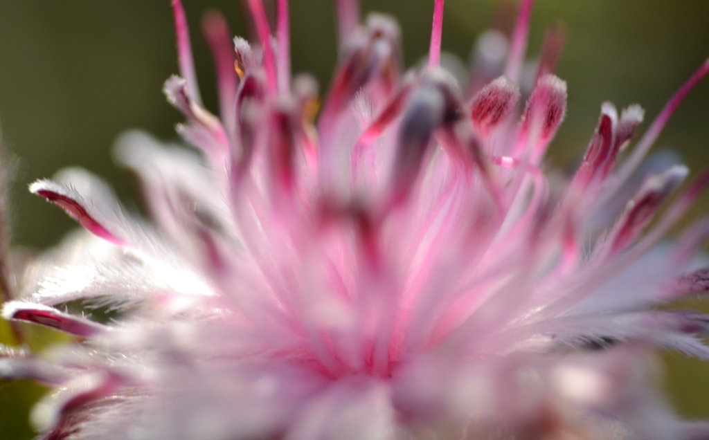 Pictures of flowers simplified