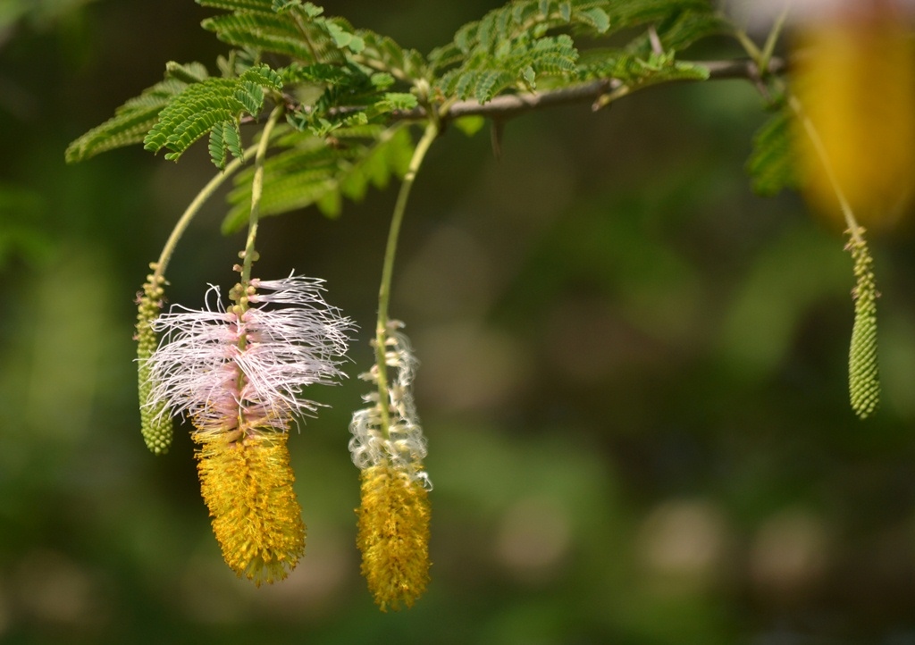 Pictures of flowers simplified