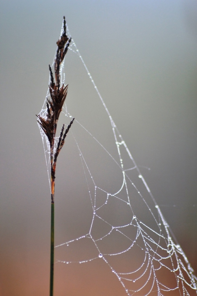 Rising early in the morning has its advantages. Dew drops create mood to any small images.