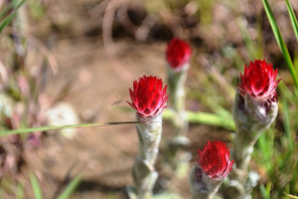 Pictures of flowers simplified