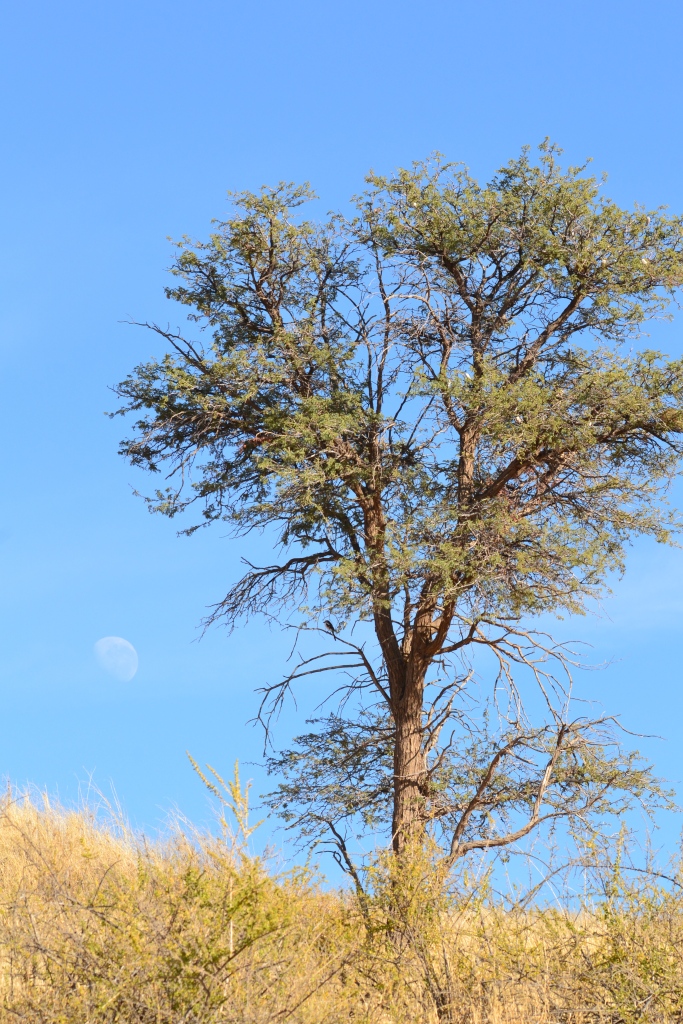 There is no need to only shoot the moon at night. It can also add something to your daylight photos.