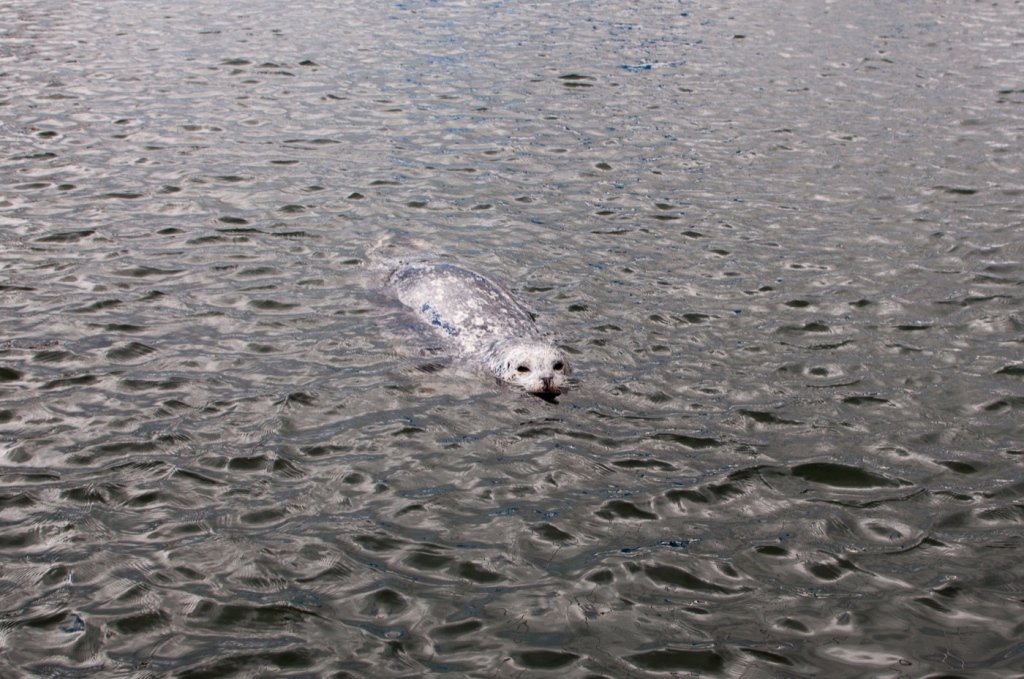 Seals: Be swept away by the cuteness of this nosy one!