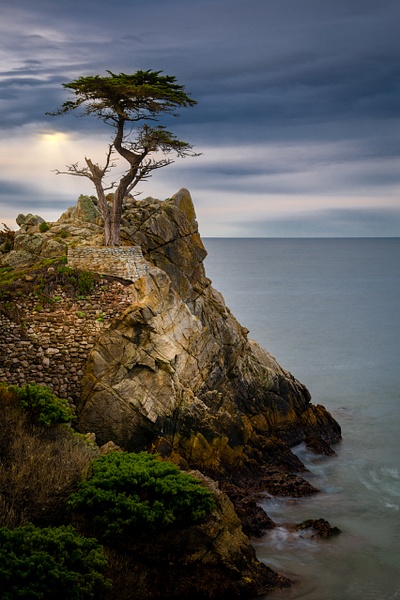 The Lone Cypress