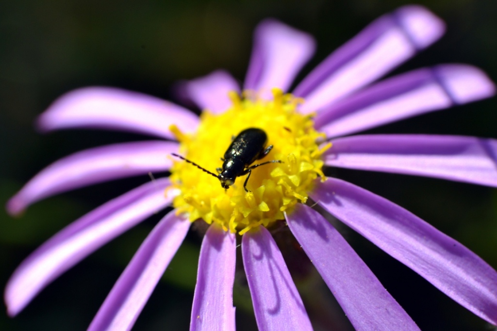 Sharp focus on bug and flower: Evaluate the quality of your pictures by creating close up images. Without sharp focus you won’t draw the attention of those that look at your work.