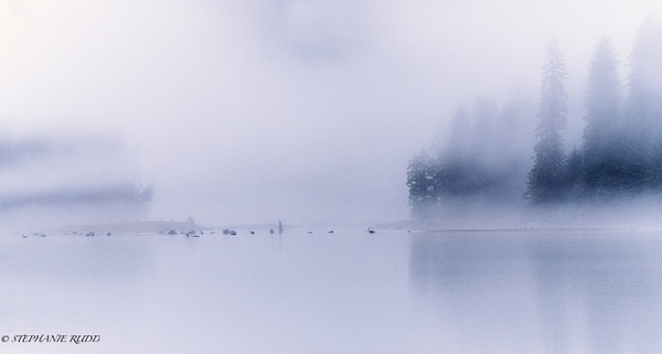 trees in fog