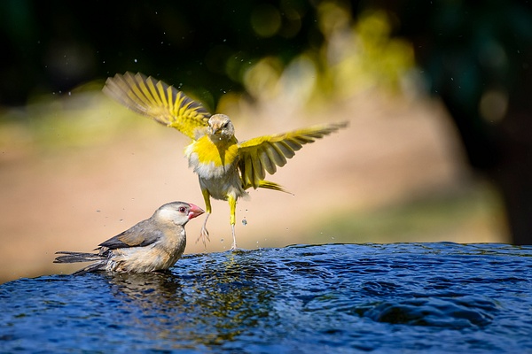 Visitors At the Bird Bath